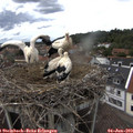 15_40-nest.jpg