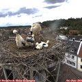 15_45-nest.jpg