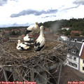 15_50-nest.jpg