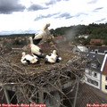 15_55-nest.jpg