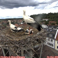 16_00-nest.jpg