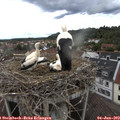 16_05-nest.jpg