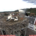 16_10-nest.jpg