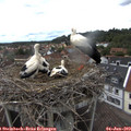 16_15-nest.jpg