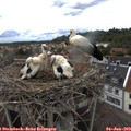 16_20-nest.jpg