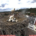 16_25-nest.jpg