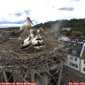 16_30-nest.jpg