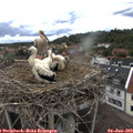 16_35-nest.jpg