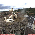 16_40-nest.jpg