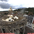 16_45-nest.jpg