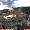 16_50-nest.jpg