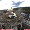 16_55-nest.jpg