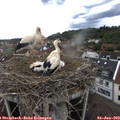 17_00-nest.jpg