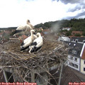 17_05-nest.jpg