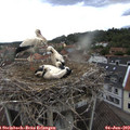17_10-nest.jpg