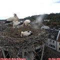 17_15-nest.jpg
