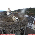 17_20-nest.jpg