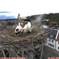 17_25-nest.jpg