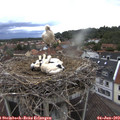 17_30-nest.jpg