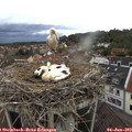 17_35-nest.jpg