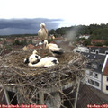 17_40-nest.jpg