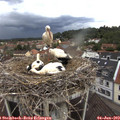 17_45-nest.jpg