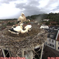 17_50-nest.jpg