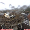 17_55-nest.jpg