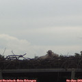18_00-mast.jpg