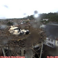 18_00-nest.jpg