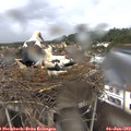 18_10-nest.jpg