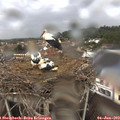 18_15-nest.jpg