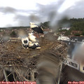 18_20-nest.jpg