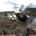 18_25-nest.jpg