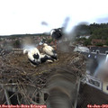 18_30-nest.jpg