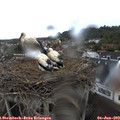 18_35-nest.jpg