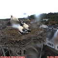 18_40-nest.jpg