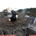 18_45-nest.jpg