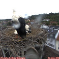 18_50-nest.jpg