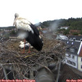18_55-nest.jpg