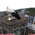 19_00-nest.jpg
