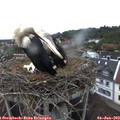 19_05-nest.jpg