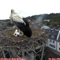 19_10-nest.jpg