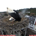 19_15-nest.jpg