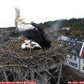 19_20-nest.jpg