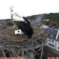 19_25-nest.jpg