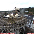 19_30-nest.jpg