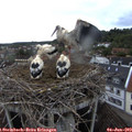 19_35-nest.jpg