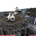 19_40-nest.jpg