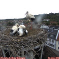 19_45-nest.jpg